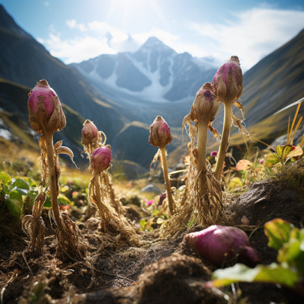 Benefits of Pure Maca from Peru Supplements